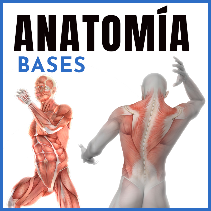 Anatomía | Bases | Dr. Horacio Chapa