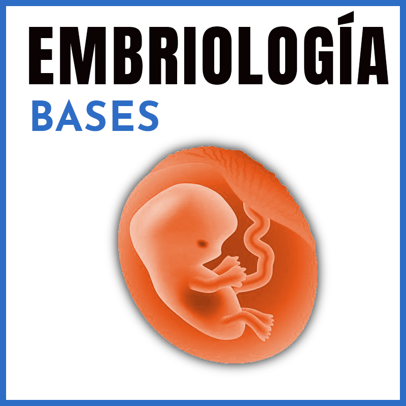 Embriología | Bases | Dr. Aarón