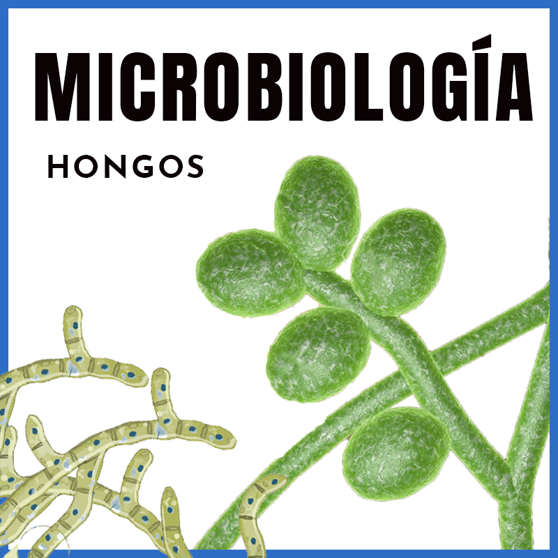 Microbiología | Micología - Hongos | Dr. Humberto