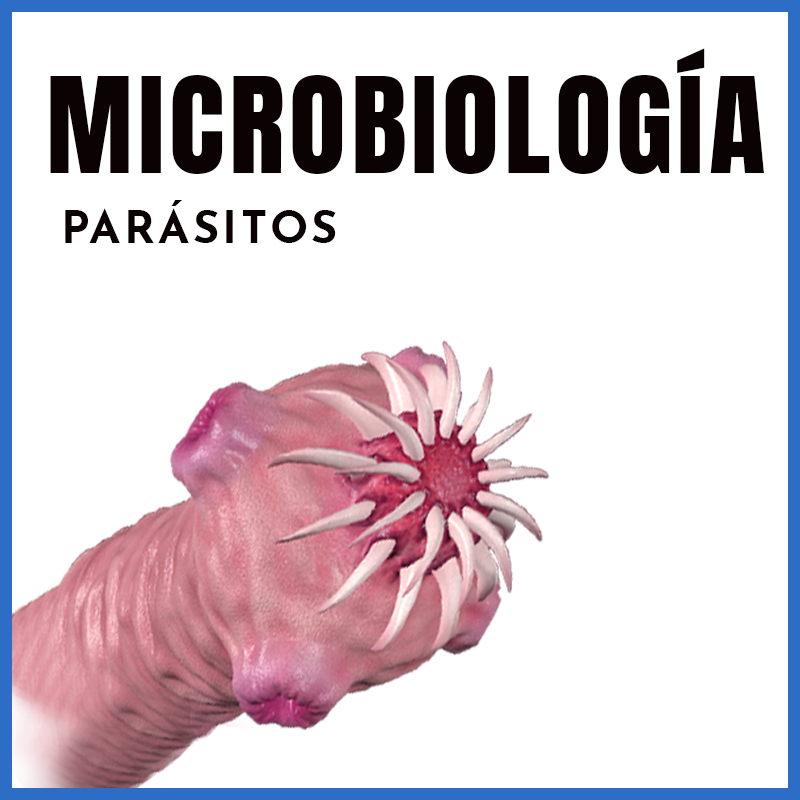 Microbiología | Parasitología - Parásitos | Dr. Humberto