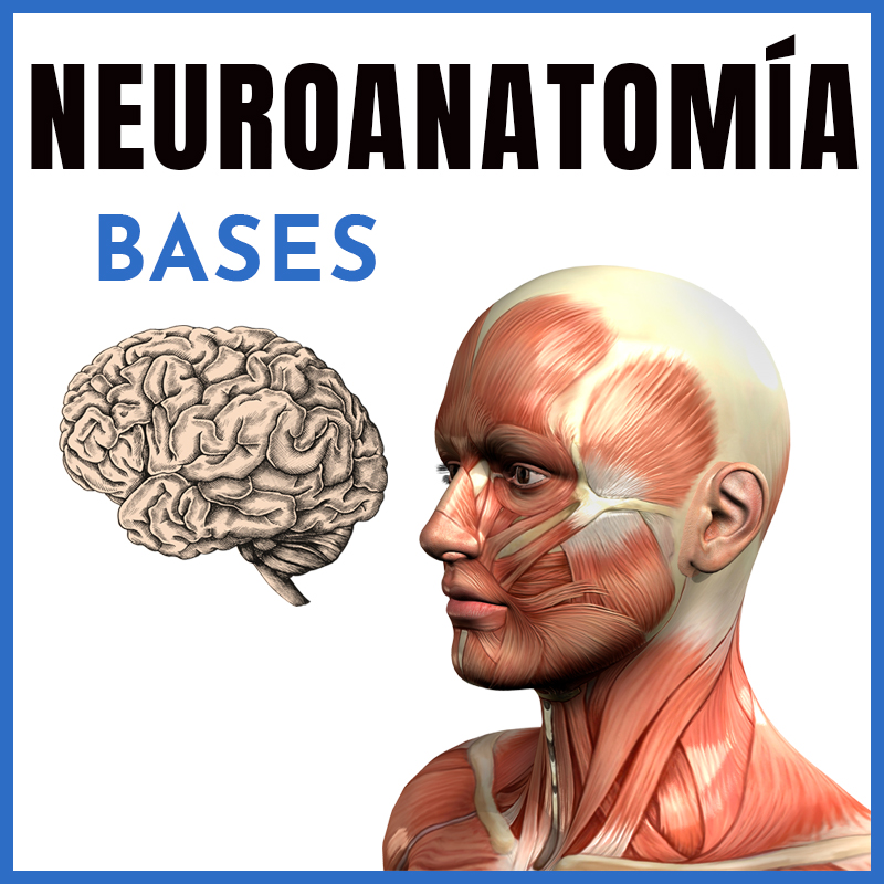 Neuroanatomía | Bases | Dr. Horacio Chapa
