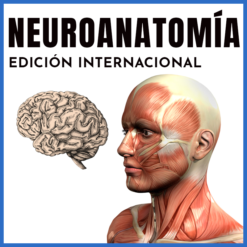 Neuroanatomía | Edición Internacional | Dr. Horacio Chapa